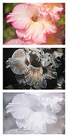 Gladiolus × hortulanus 'Priscilla' Vis UV IR comparison.jpg