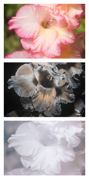 File:Gladiolus × hortulanus 'Priscilla' Vis UV IR comparison.jpg