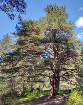 A Scots pine in the park Glenmore scots pine.png