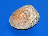 Shell of a Tucetona bittersweet clam Glycymerididae - Tucetona laticostata.jpg