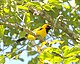 Golden Monarch (Monarcha chrysomela).jpg