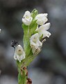 Goodyera repens Switzerland