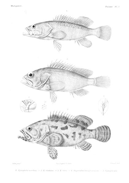 File:GrandidierMadagascarFishes 0021.jpg