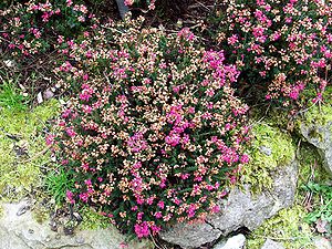 Gray heather (Erica cinerea)