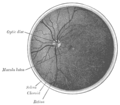 Interior da metade posterior do globo ocular esquerdo.