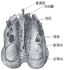 从上方观察的筛骨。