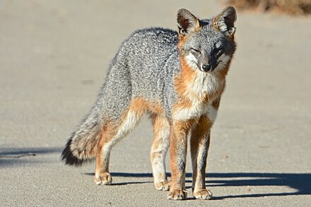 Gray fox (Urocyon cinereoargenteus), in Midtown, Palo Alto, California