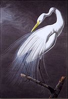 Ilustrim Gata e Madhe nga John James Audubon.