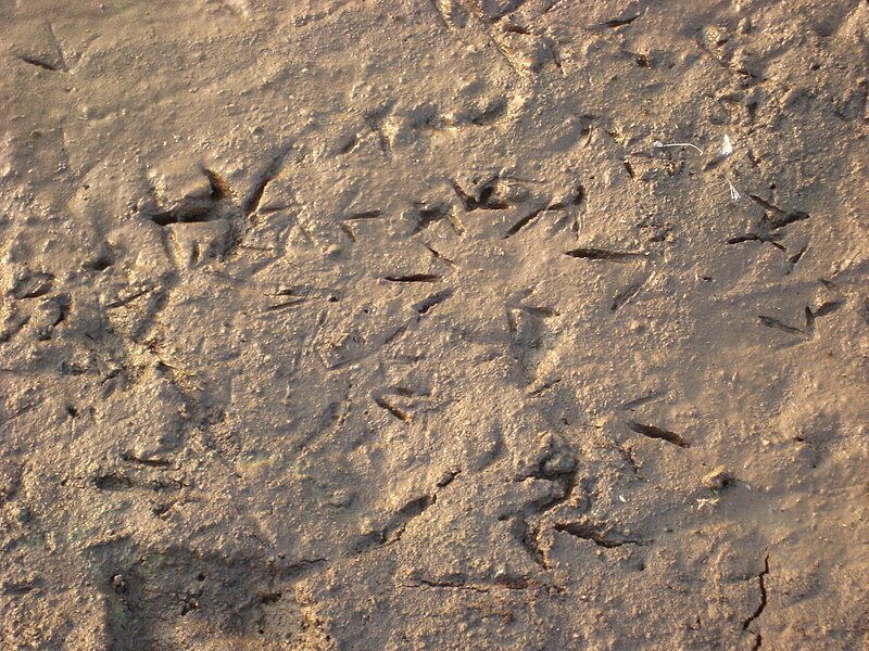 File:Great Egret footprints.jpg