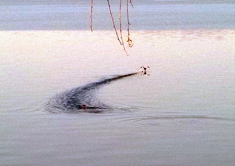 File:Grebes, Lake Bracciano, Italy.jpg