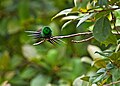 Green Thorntail 1.jpg