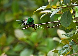 Green Thorntail 1.jpg