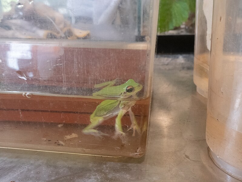 File:Green frog in tank for research, biology 2.jpg