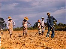 Hoeing a cotton field to remove weeds, Greene County, Georgia, US, 1941 Greene Co Ga1941 Delano.jpg