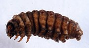 Thumbnail for File:Grotella sampita larva3.jpg