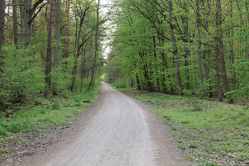 File:Grunewald 2021-05-10 89.jpg