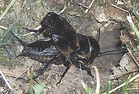 A male field cricket, with tegmina raised for maximal sound production, "sings" facing into the entrance to his burrow; it serves as a resonator.