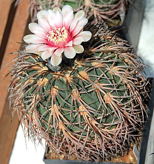 <i>Gymnocalycium spegazzinii</i> Species of cactus