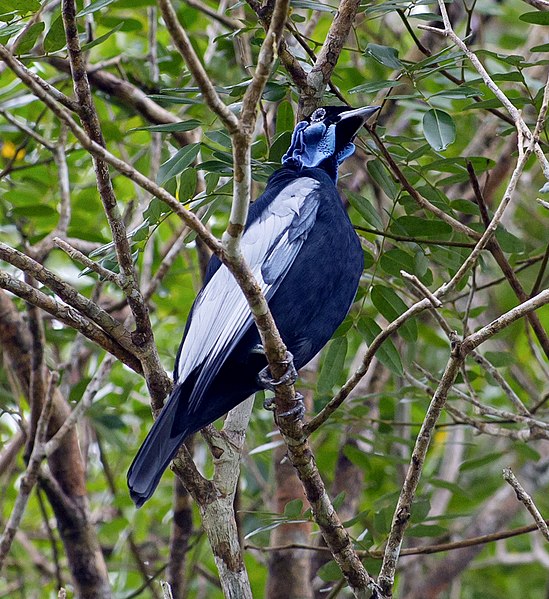 File:Gymnoderus foetidus Bare-necked Fruitcrow.jpg