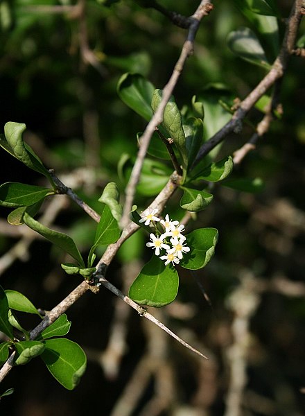 File:Gymnosporia maranguensis 3.jpg