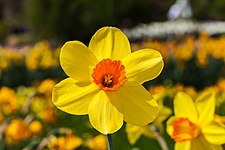 Narcissus 'Red Devon'