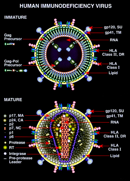 Human immunodeficiency virus hiv 1. Вирус СПИДА. Овальная форма вируса. Передача вируса. Обратная транскрипция у ретровирусов.