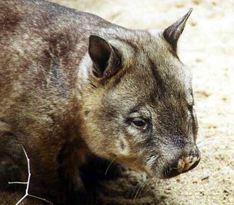 Wombat cu nas păros nordic