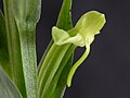 Habenaria josephensis