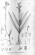 Habenaria leucosantha fig II, left