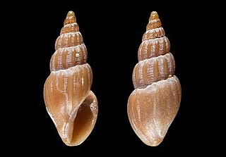 <i>Haedropleura forbesi</i> Species of gastropod