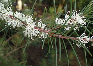 <i>Hakea sericea</i> Species of plant