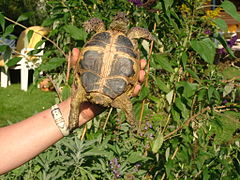 Какой тип питания характерен для среднеазиатской черепахи. Среднеазиатская черепаха панцирь. Среднеазиатская черепаха самка. Testudo horsfieldii horsfieldii. Черепаха Среднеазиатская пластрон.