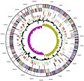 Miniatura para Genoma bacteriano