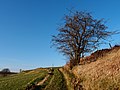 Thumbnail for File:Hawthorn Tree and Track - geograph.org.uk - 2788575.jpg