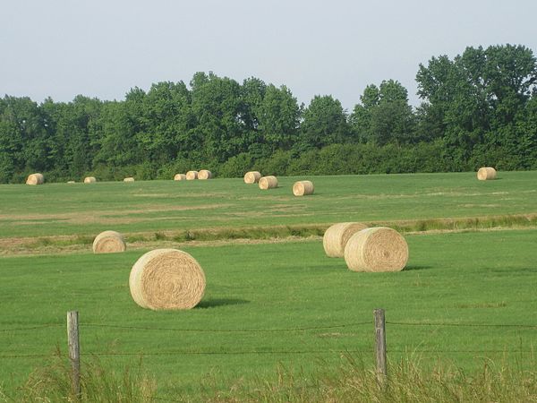 Rolled hay in a farm field north of Athens (May 2010)
