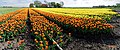 Heerhugowaard - A.C. de Graafweg N241 - Panorama View on Tulips 6.jpg