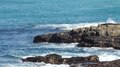 File:Hermanus, South Africa.webm