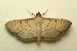 Herpetogramma rudis.jpg