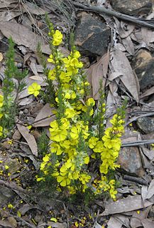 <i>Hibbertia prostrata</i> Species of plant