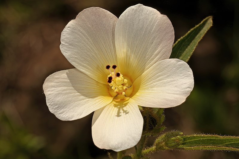 File:Hibiscus aethiopicus var. ovatus 5Dsr 9169.jpg