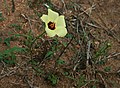 Hibiscus pusillus