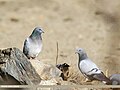 Hill Pigeon (Columba rupestris) (44432685650).jpg