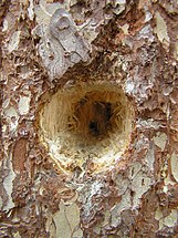 Hole made by Dendrocopos sp., Brok, Poland, April 2006