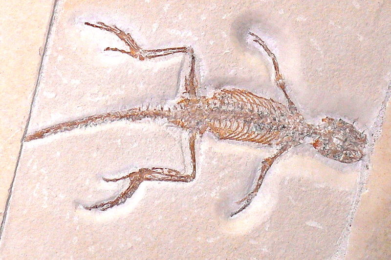 File:Homoeosaurus.jpg