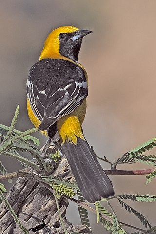 <span class="mw-page-title-main">Hooded oriole</span> Species of bird