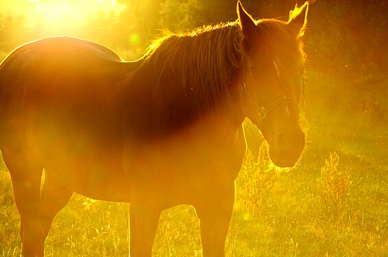 Horse in sunlight