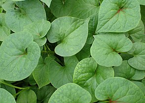 Feuilles en cœur d'Houttuynia cordata = « Herbe à poivre de Chine ».