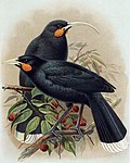 Casal de huia (macho à frente da fêmea). Pintura de J. G. Keulemans em A History of the Birds of New Zealand (1888) de W. L. Buller