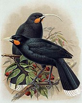 The extinct huia was a member of the endemic bird family Callaeidae (New Zealand wattlebirds). Huia Buller.jpg