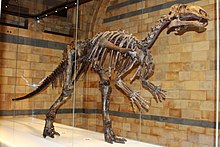 Hul - Mantellisaurus atherfieldensis - 2.jpg 